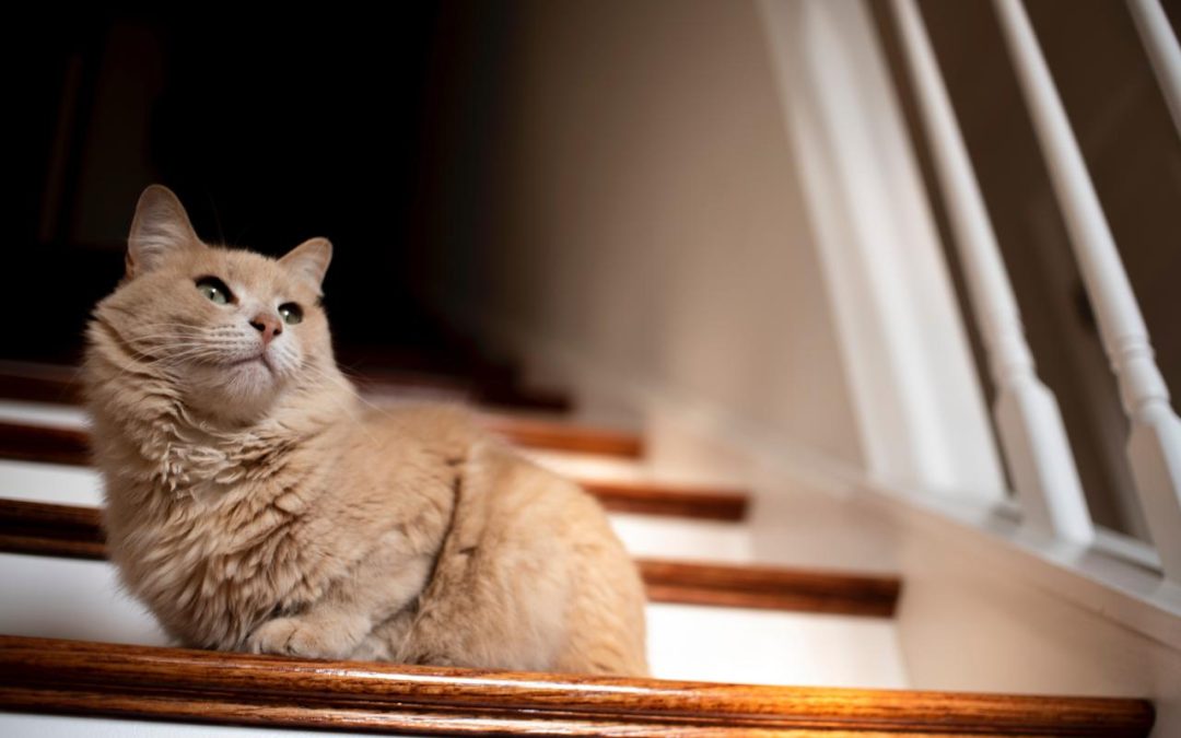 Can the Nation’s Housing Support a Population Seeking to Age in Place?