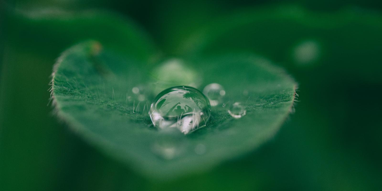 Featured image for Elizabeth White Leadership