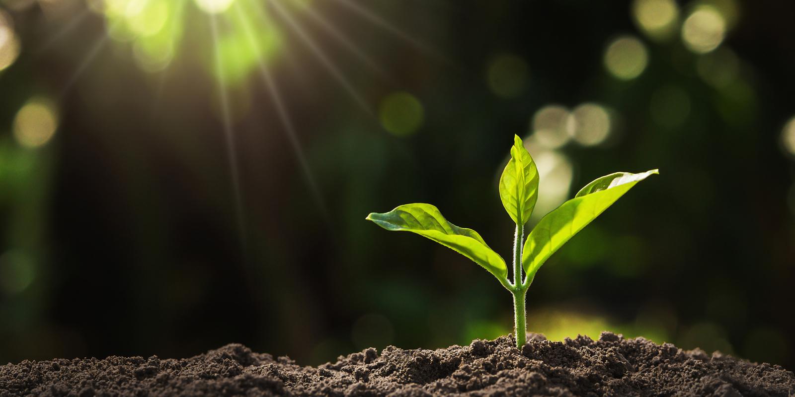 Featured image for Building Resilience, Adapting to Climate Change