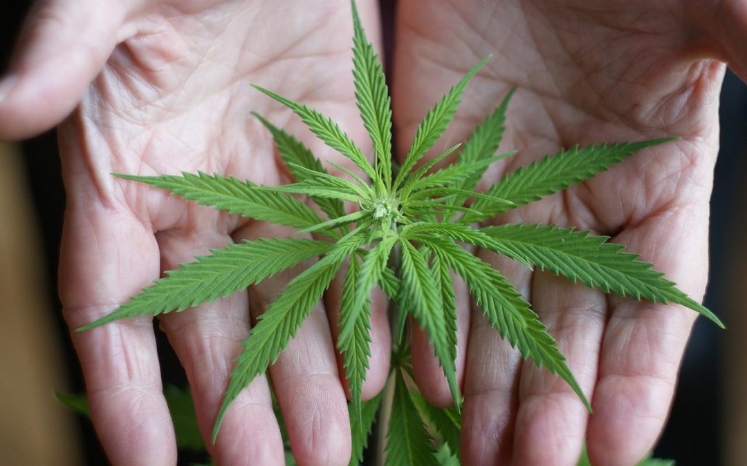 Ethical Dilemmas in Counseling Older Adults on Cannabis Use: Less Science, More Quandaries