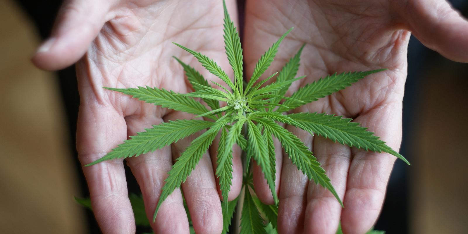 Featured image for Ethical Issues Counseling Elders on Cannabis Featured image for Ethical Issues Counseling Elders on Cannabis