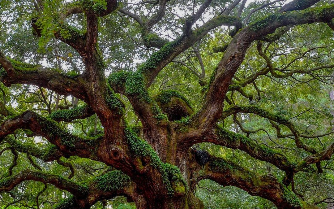 A Note of Appreciation to Two Women With Vision and Passion