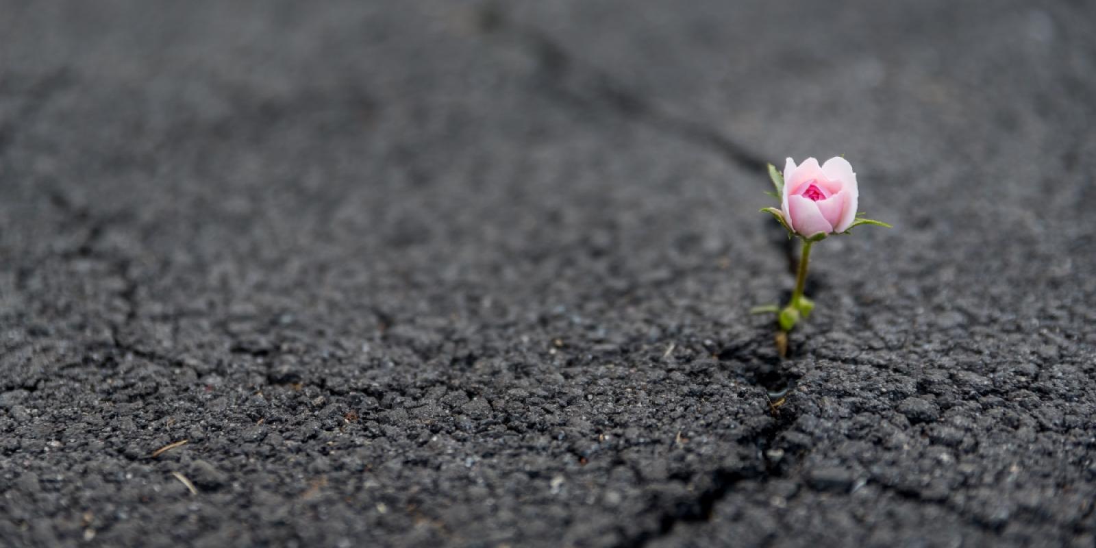 Featured image for Resilience Through Retirement Featured image for Resilience Through Retirement