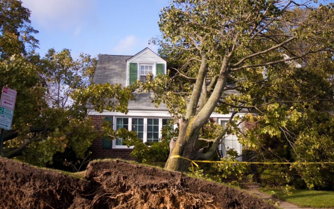 Should I Stay or Should I Go?