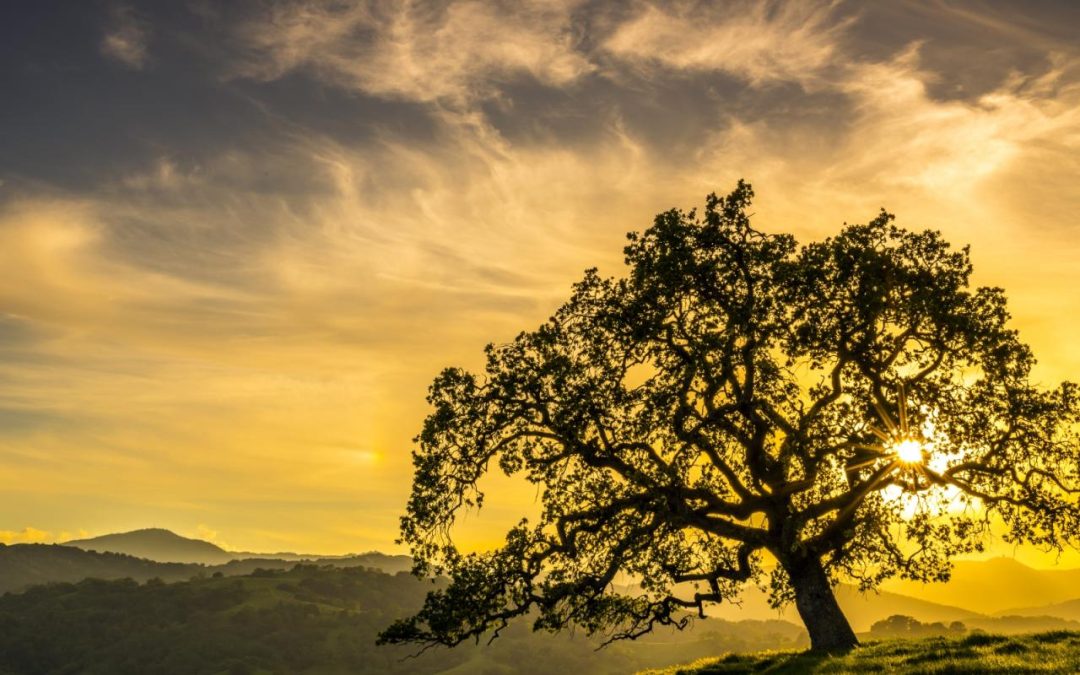 Supporting Local Multisector Plans for Aging in Rural Communities