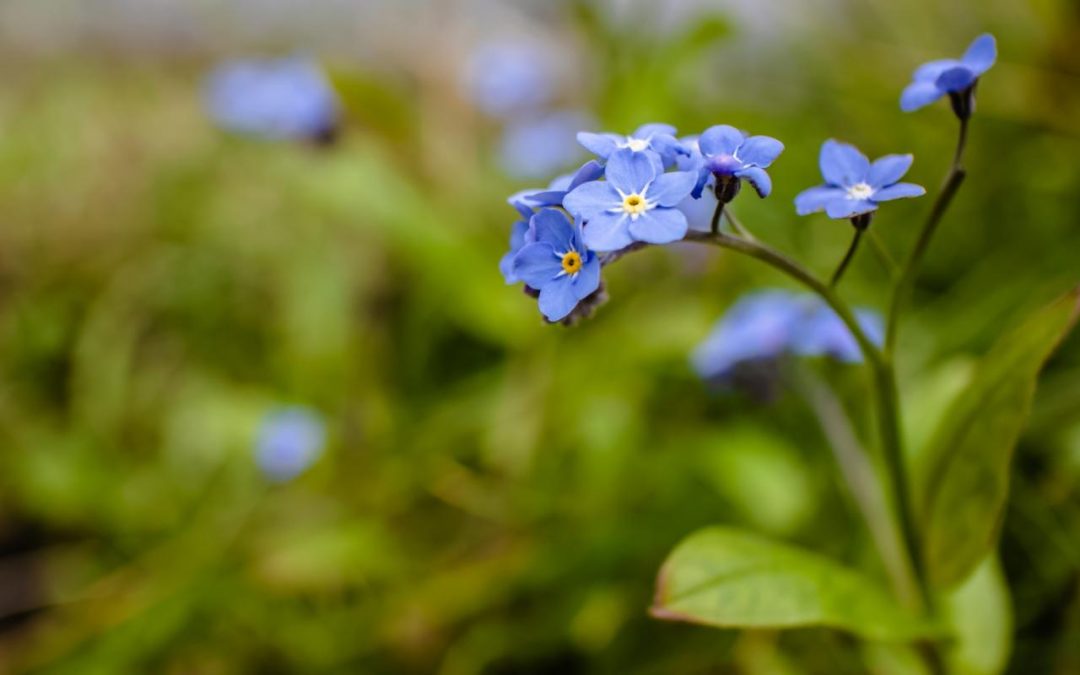 Forget Me Not: Solo Agers, Too, Want to Be Remembered