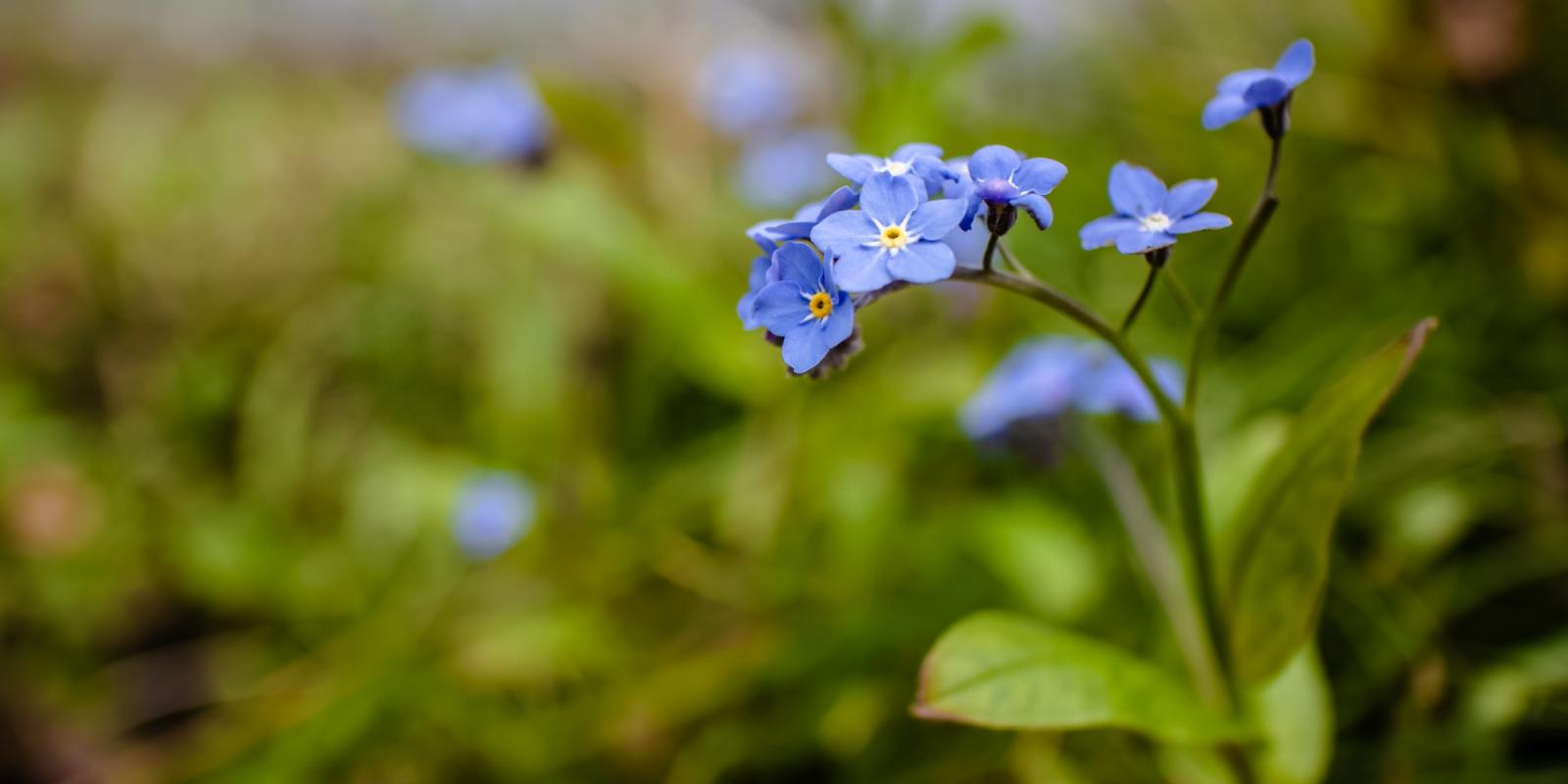 Featured image for Solo Agers, Too, Want to Be Remembered Featured image for Solo Agers, Too, Want to Be Remembered