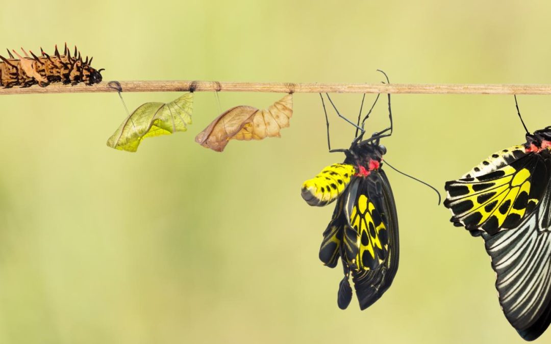 How ASA RISE Changed My Life