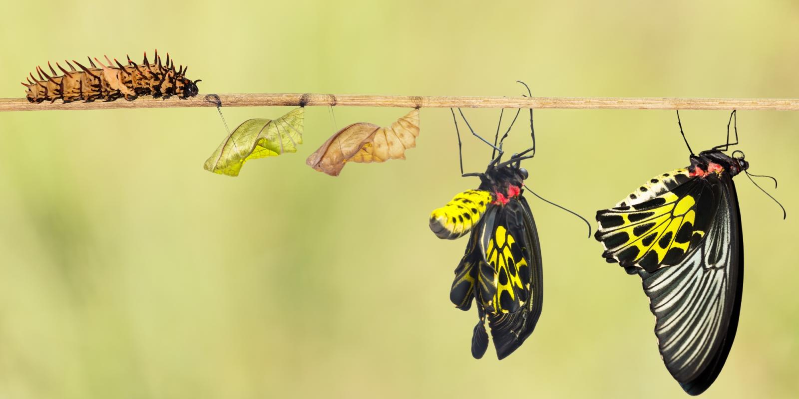 Featured image for How ASA RISE Changed My Life Featured image for How ASA RISE Changed My Life