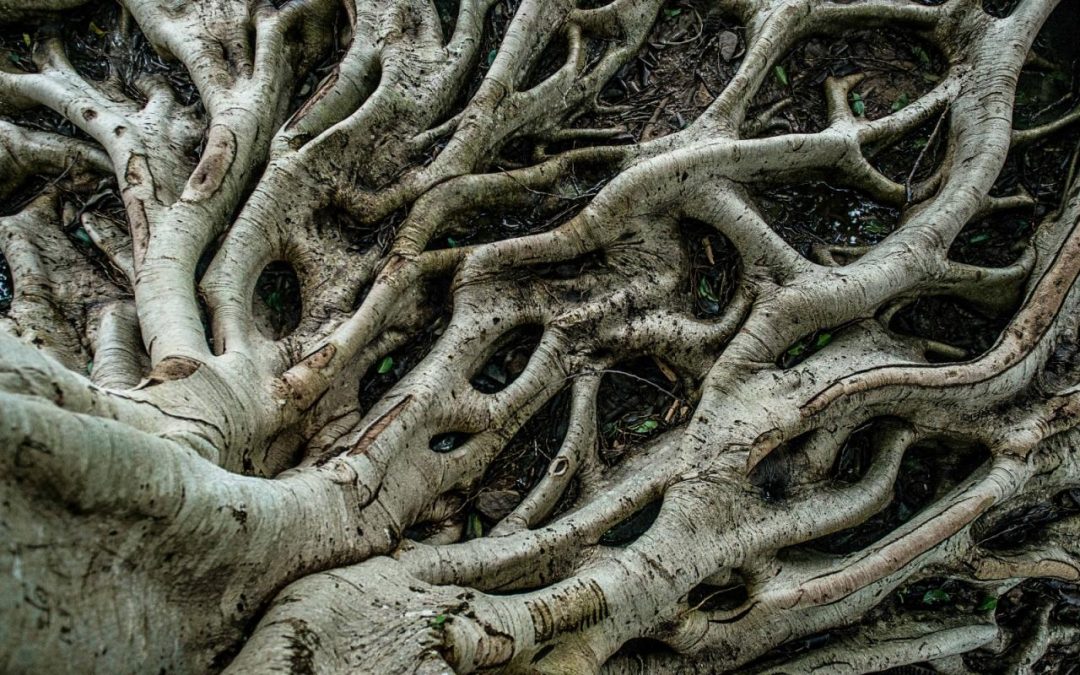 The Structural Roots of Ageism and Ableism: What It Means for LGBTQ+ Older Adults