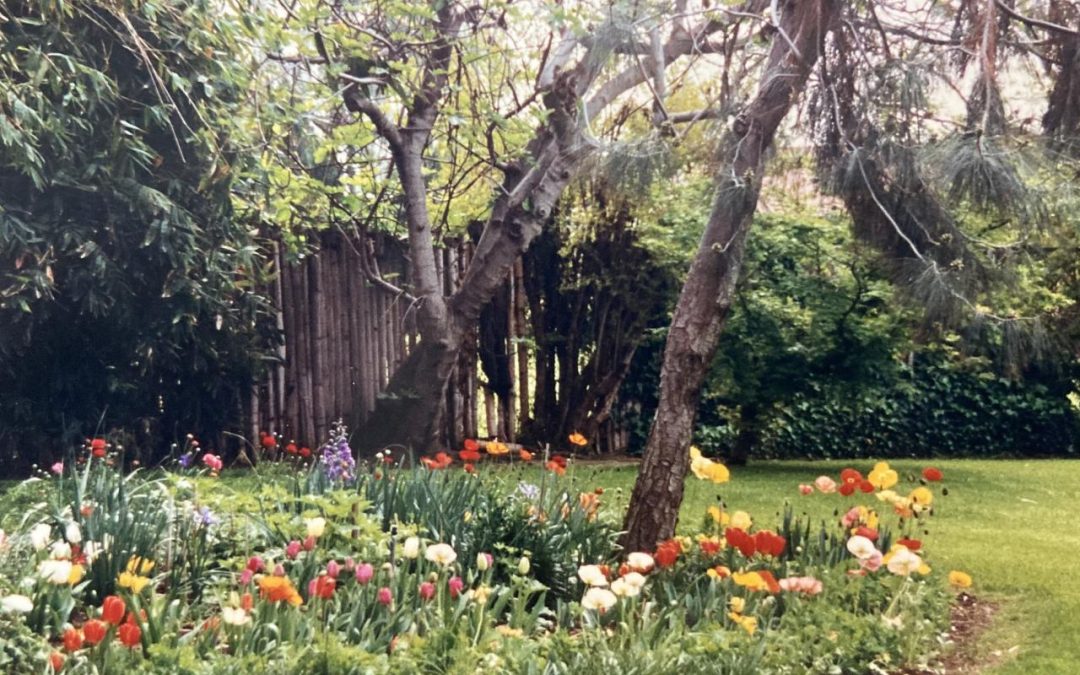 Oasis in a Hot, Dusty Town