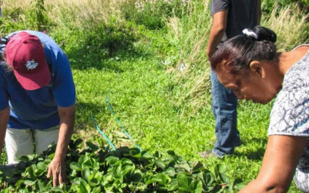 Resurgence of Indigenous Food Traditions Helps Heal Bodies and Spirits