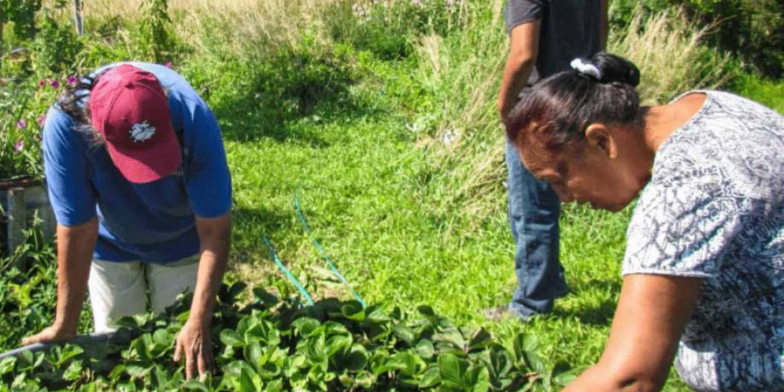 Featured image for Indigenous Foods Help Heal Bodies and Spirits Featured image for Indigenous Foods Help Heal Bodies and Spirits