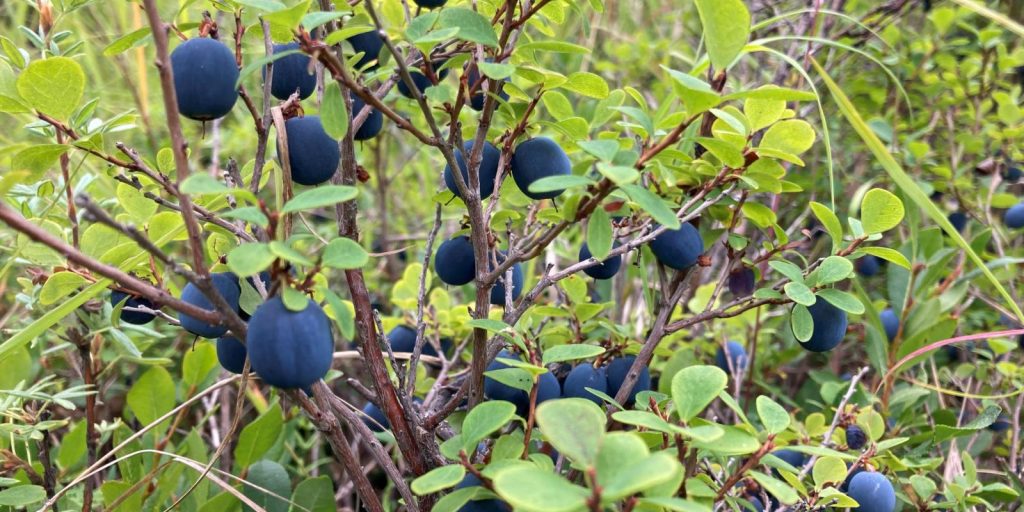 Featured image for Climate Realities Affect Native Food Gathering