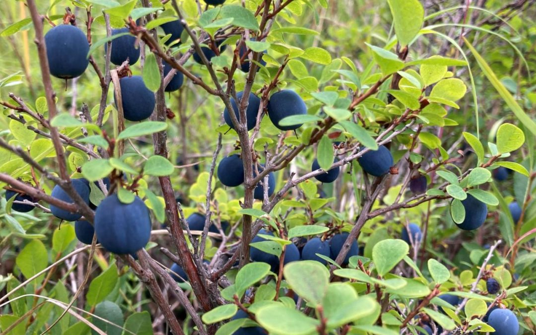 Stark Climate Realities Affect Native Food Gathering