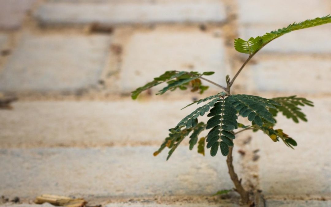 Demonstrating Resilience as Older Adults