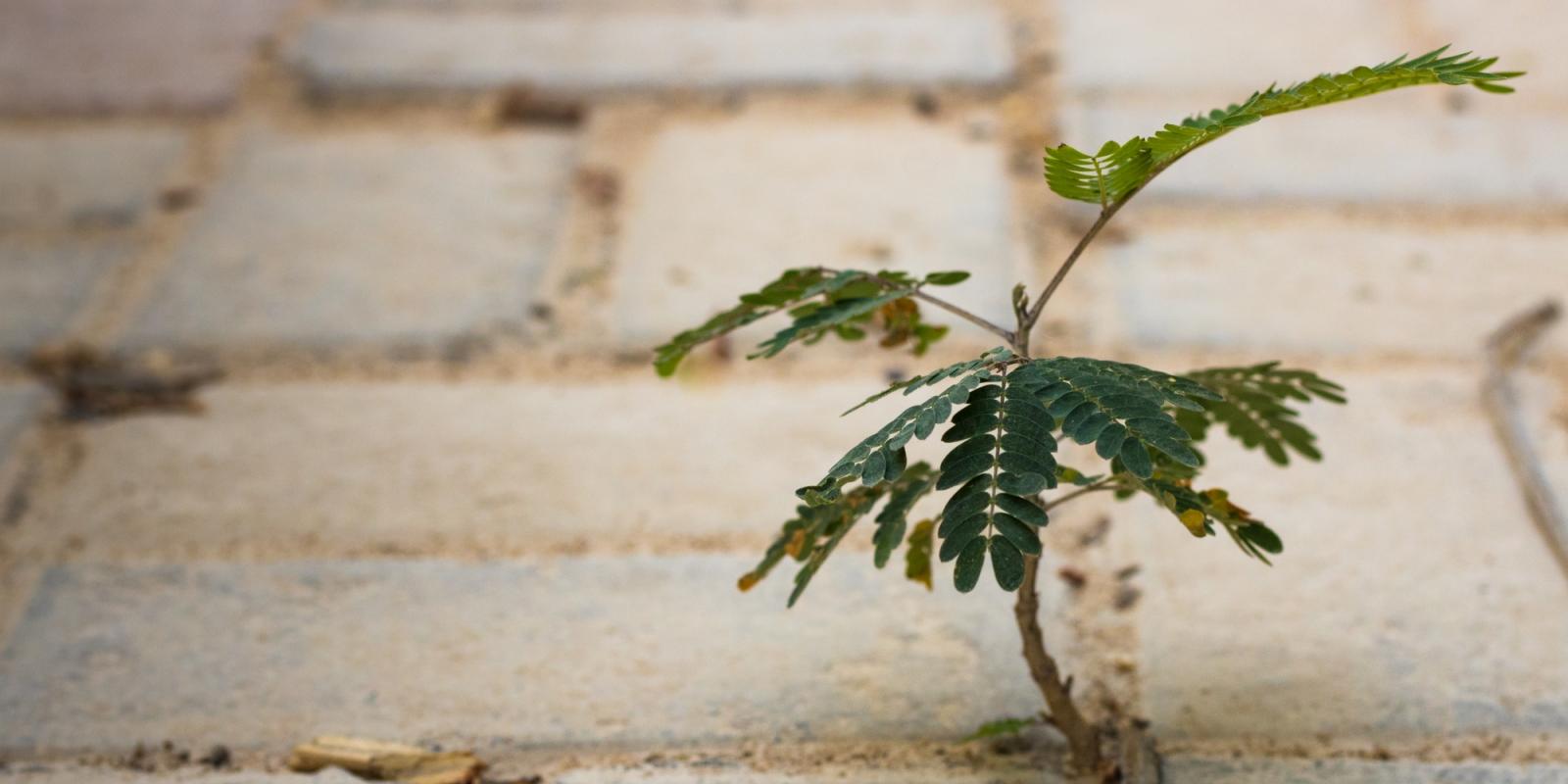 Featured image for Demonstrating Resilience as Older Adults