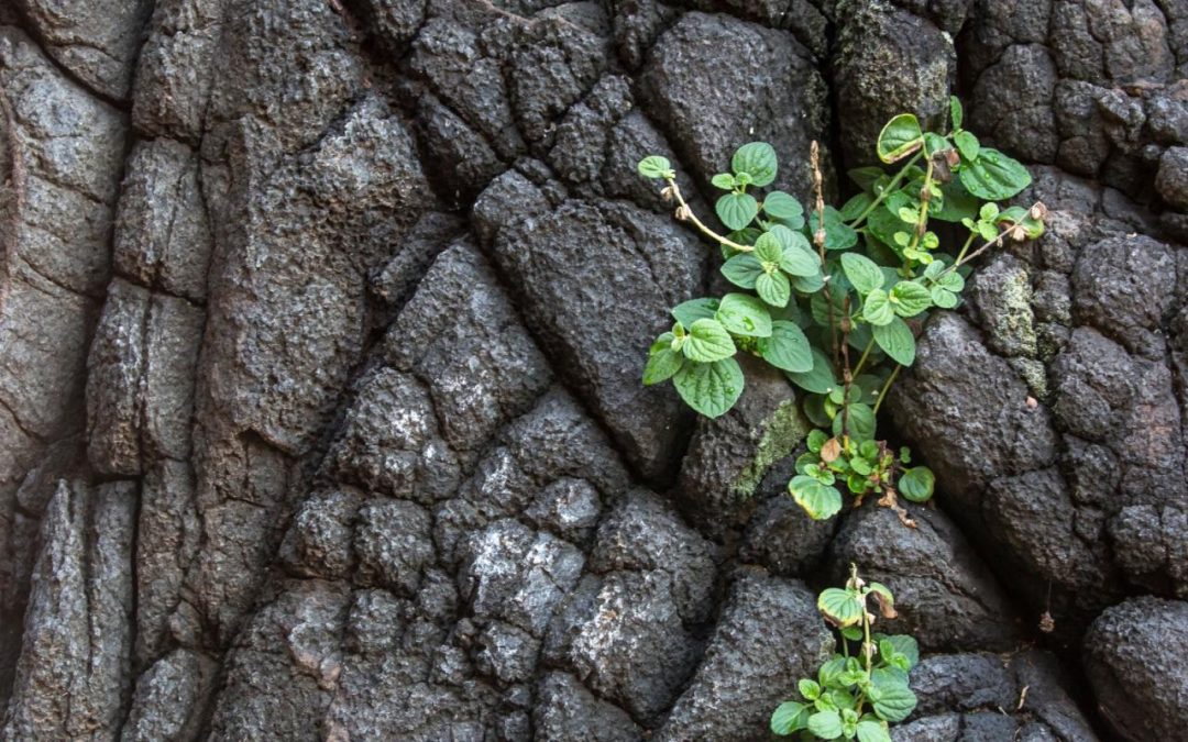 Post-Traumatic Growth and Aging