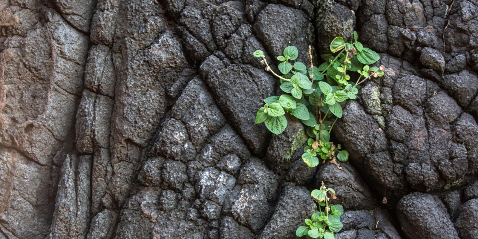 Featured image for Post-Traumatic Growth and Aging Featured image for Post-Traumatic Growth and Aging