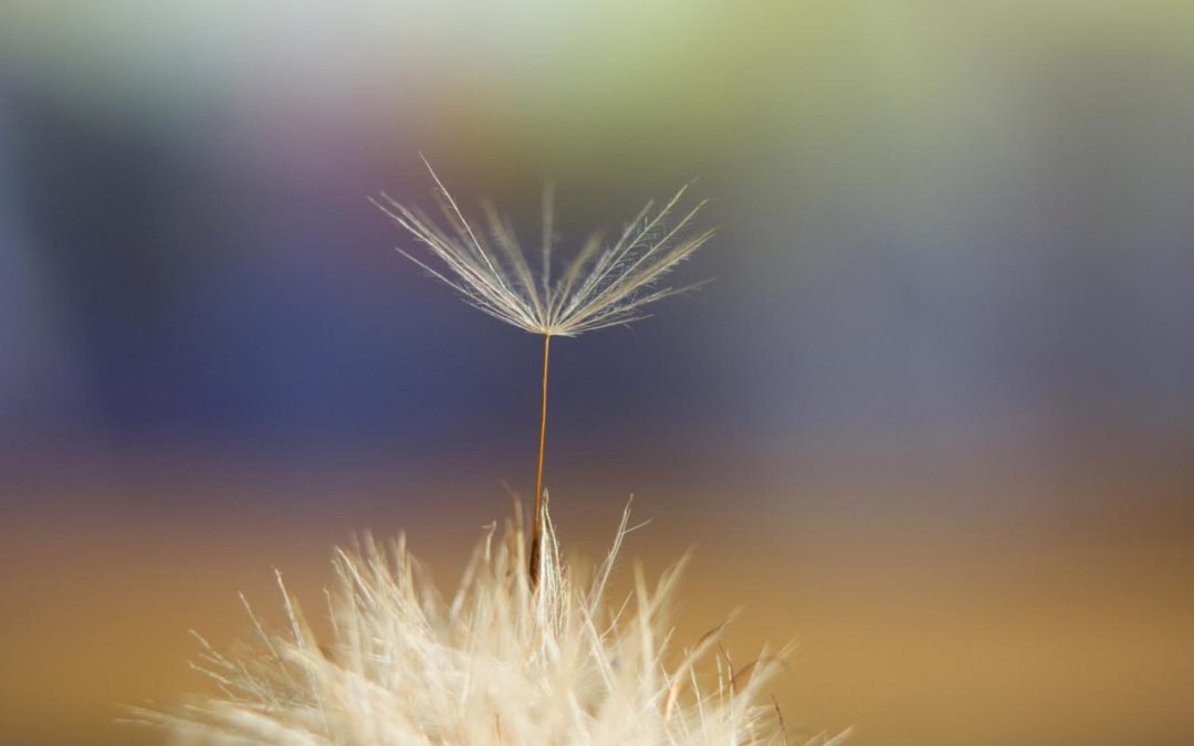 Bearing Witness to Someone Letting Go of Life