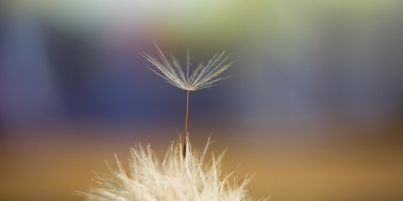 Featured image for Bearing Witness to Someone Letting Go of Life Featured image for Bearing Witness to Someone Letting Go of Life