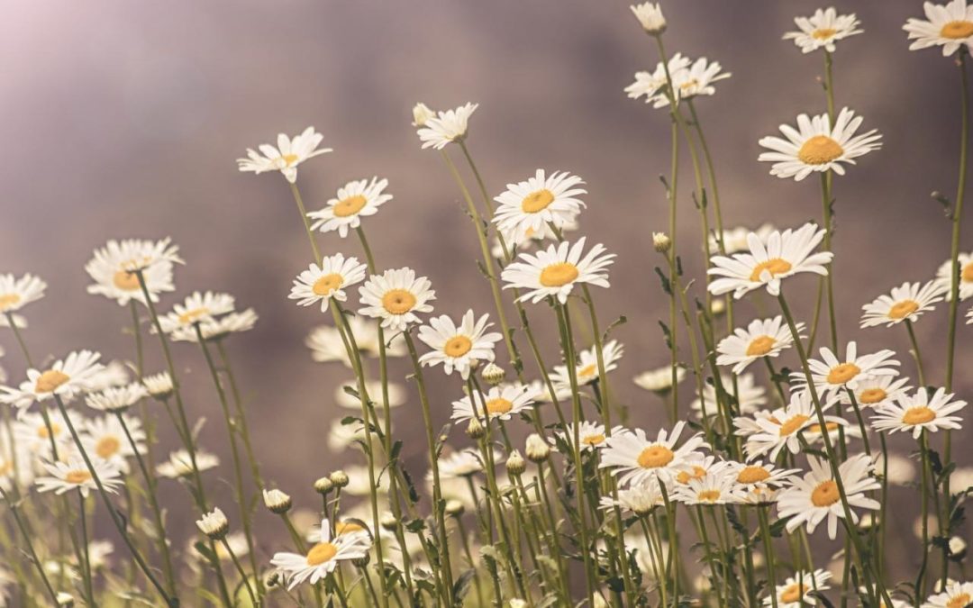 Spending Time in the Weeds, But for Worthy Outcomes