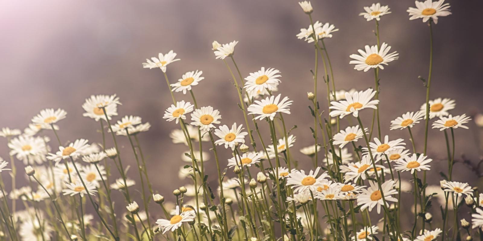 Featured image for Time in the Weeds, But for Worthy Outcomes Featured image for Time in the Weeds, But for Worthy Outcomes
