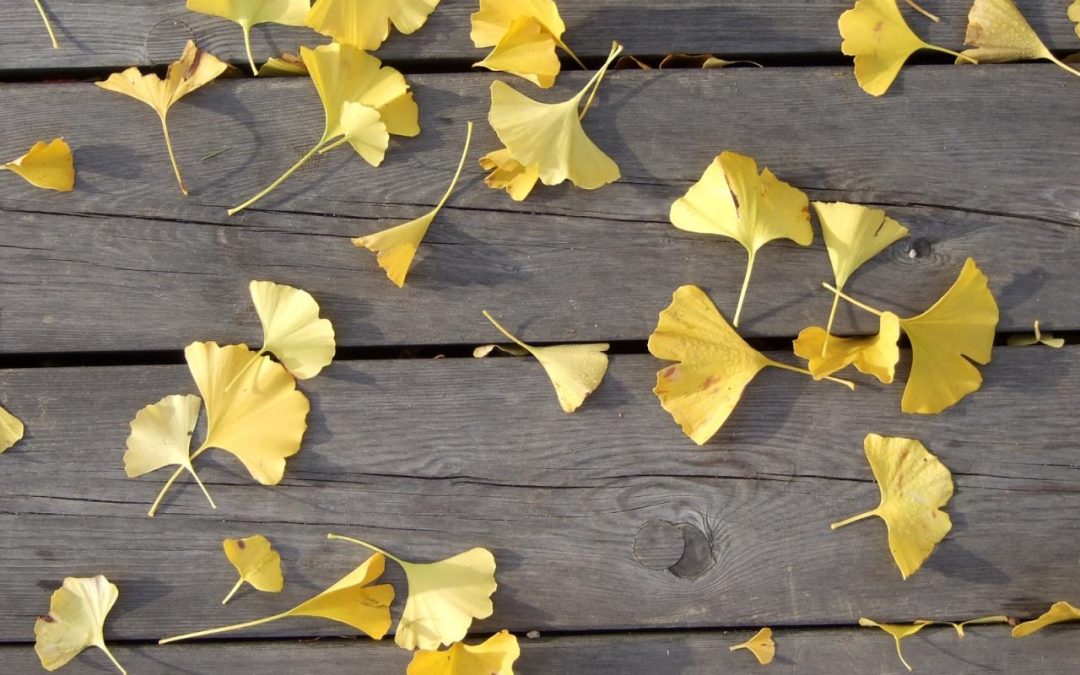 Pragmatic Clinical Trials for Dementia Care: Experience from the First 5 Years of the IMPACT Collaboratory