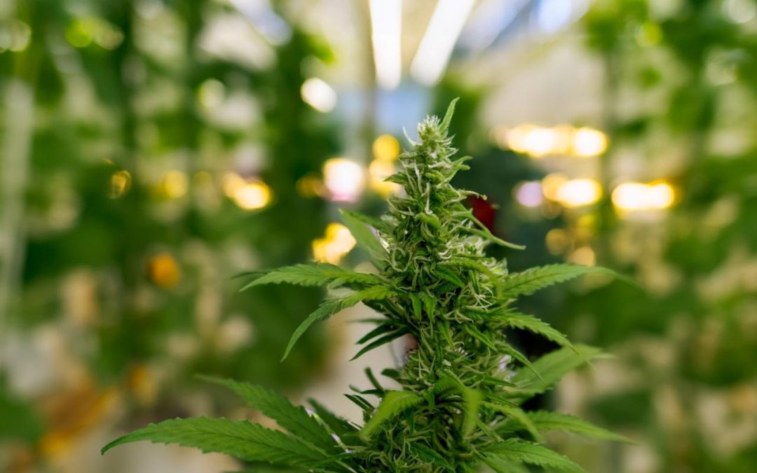 Dilemmas of Older Adults Seeking Cannabis Guidance