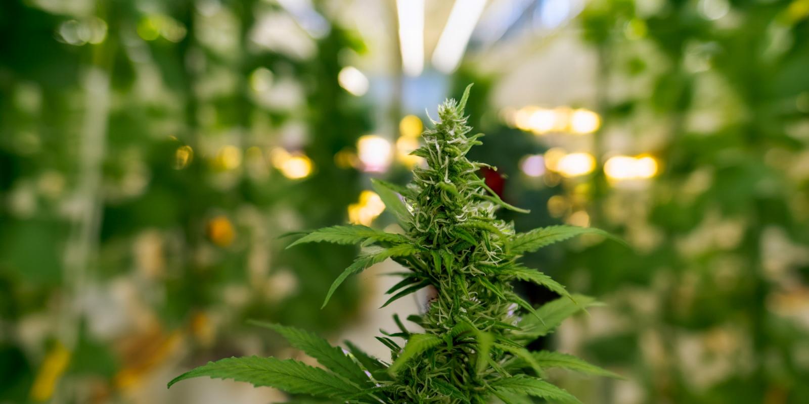 Featured image for Dilemmas of Older Adults Seeking Cannabis Guidance Featured image for Dilemmas of Older Adults Seeking Cannabis Guidance