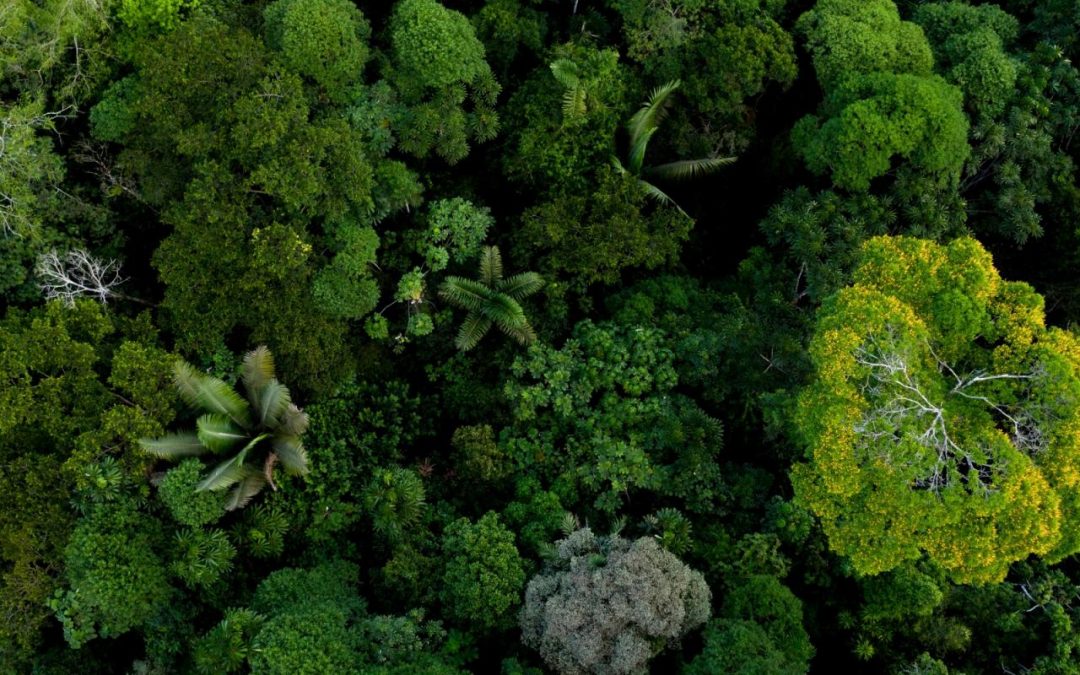 A Forest of Generations