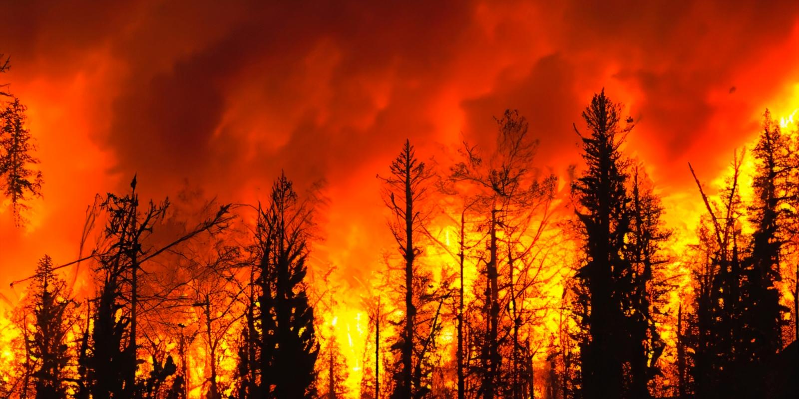 la_fires_shot_for_davis la_fires_shot_for_davis